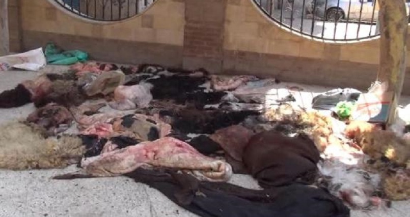 5400 دينار حصيلة الشرطة البيئية يوم عيد الاضحى ... لكن ما خفي كان أعظم 